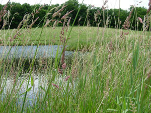 A pond at Our Lady of the Prairie Retreat near Wheatland.